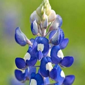 Meet your Posher, Karen elliott